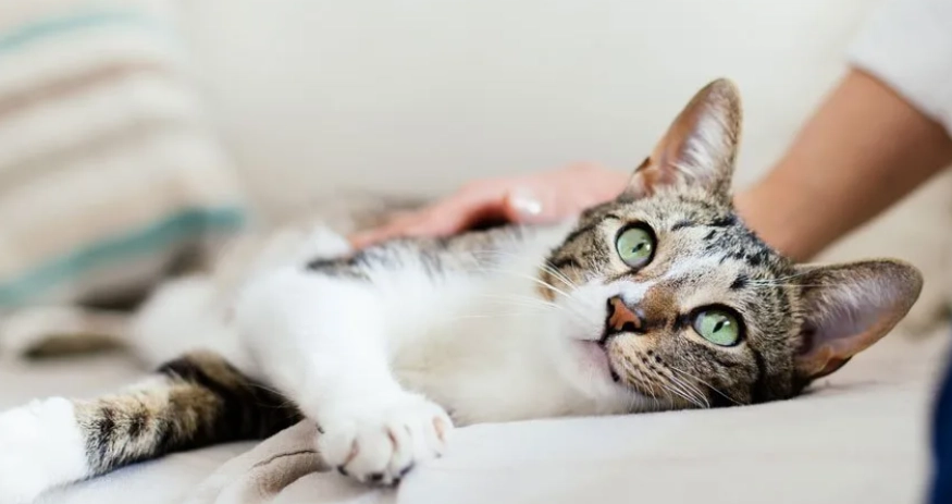 未植入晶片罰則