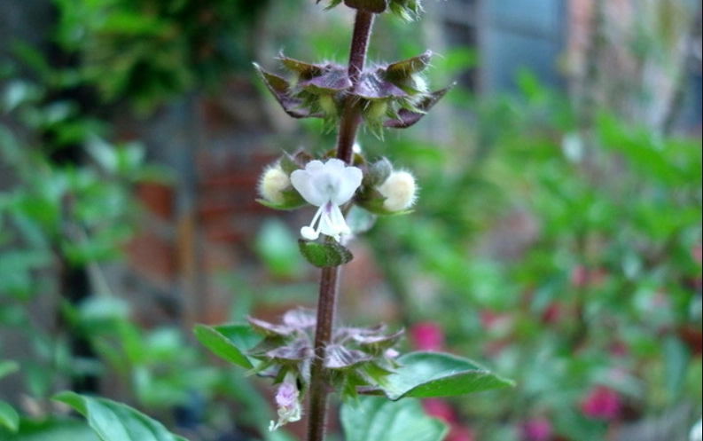 九層塔養護技巧