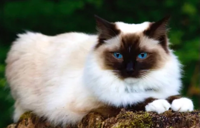 布偶貓溫度管理