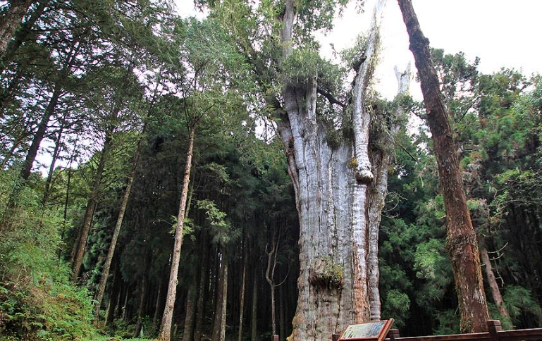 阿里山旅遊攻略