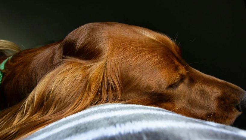 狗狗胰臟炎原因