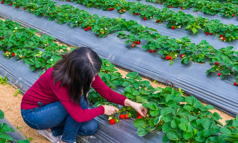 草莓園價格