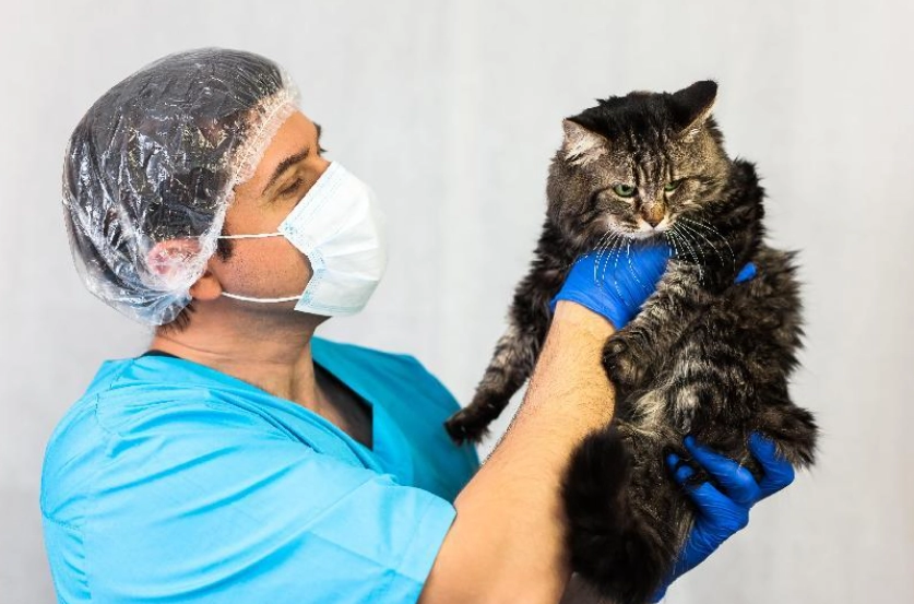 貓結紮恢復時間