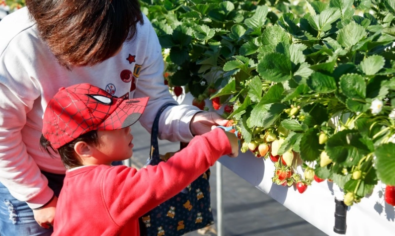 台灣採草莓價錢