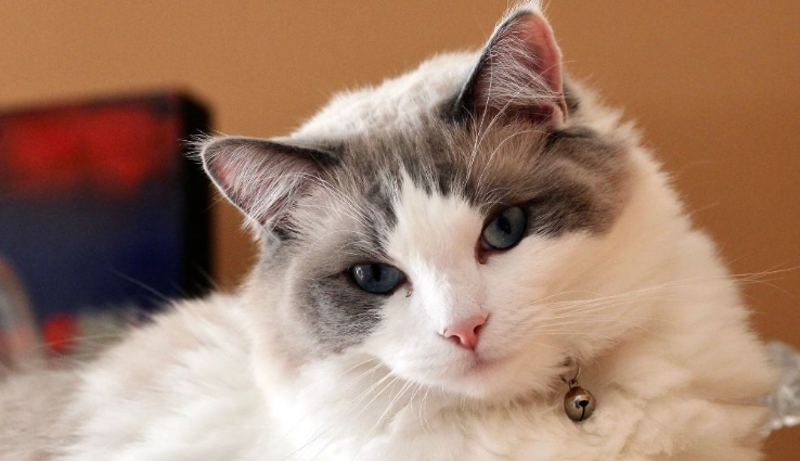 布偶貓生長階段