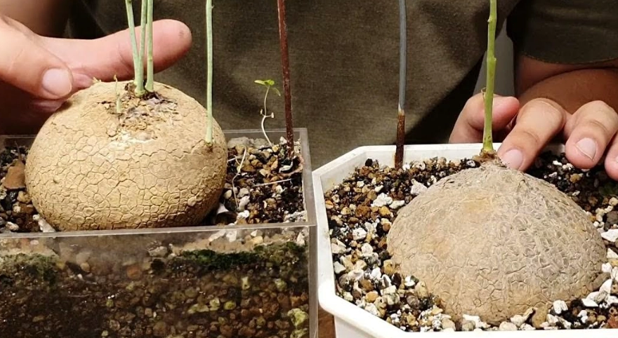 圓葉山烏龜病蟲害防治