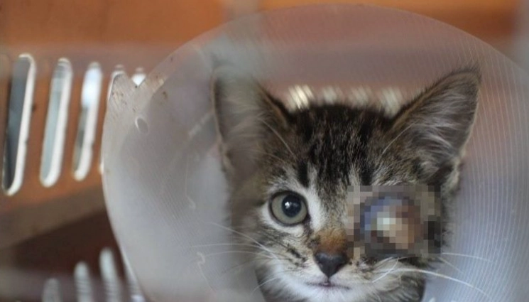 貓眼睛受傷護理