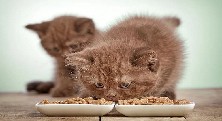 幼猫饲料选择