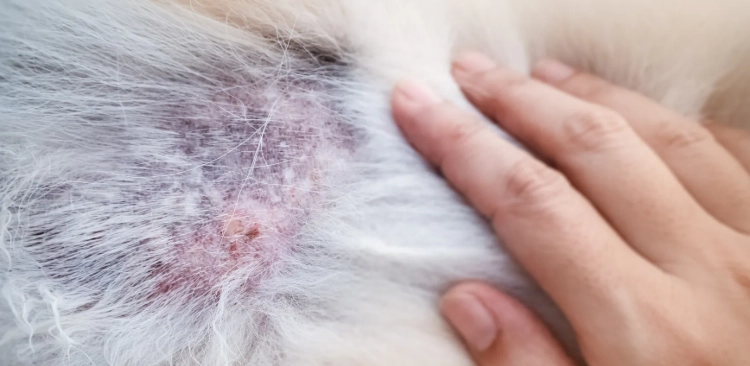 寵物皮膚病預防