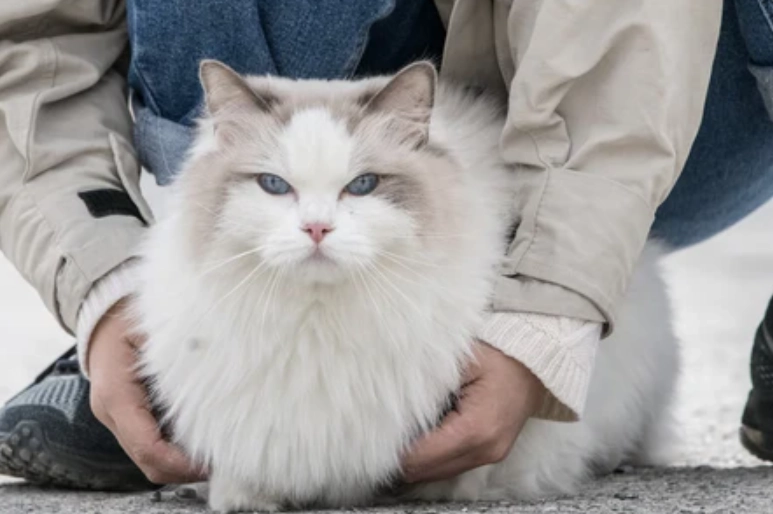 布偶貓溫度管理