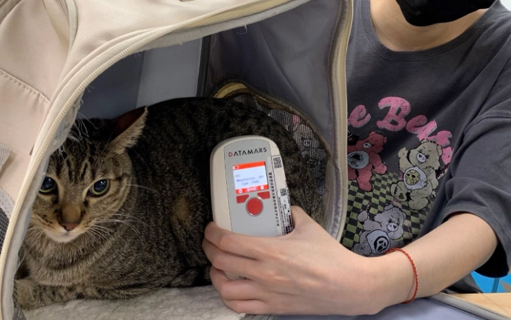 未植入晶片罰則