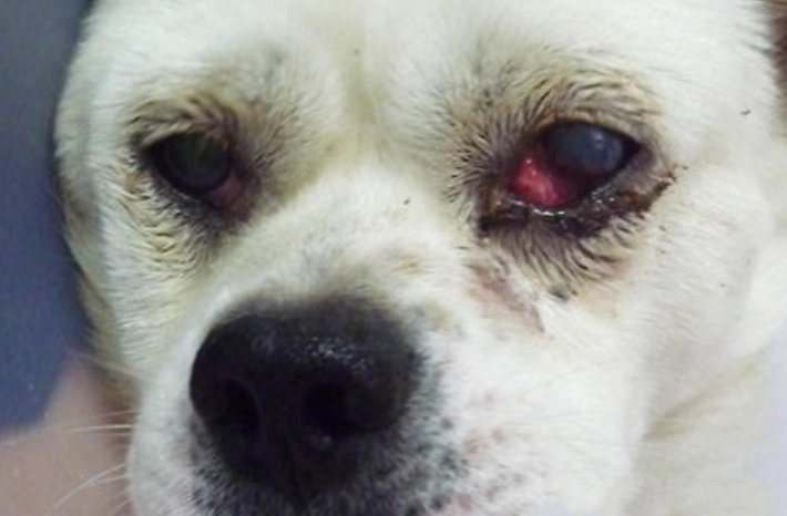 狗狗眼睛出血原因