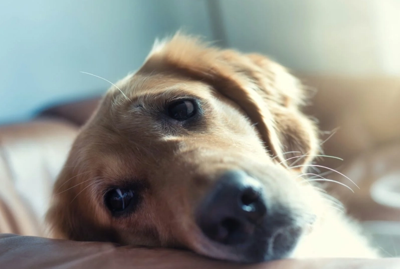 狗狗胰臟炎原因