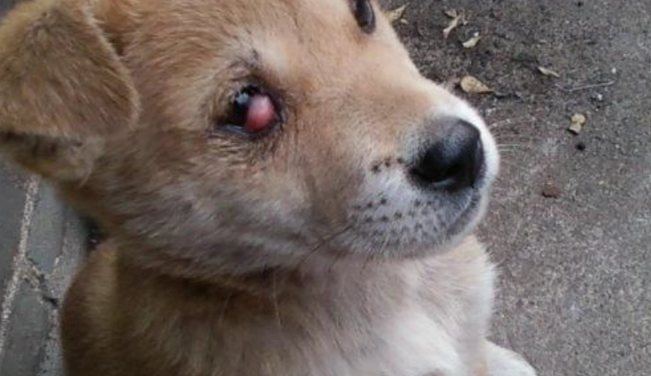 狗狗眼睛出血原因