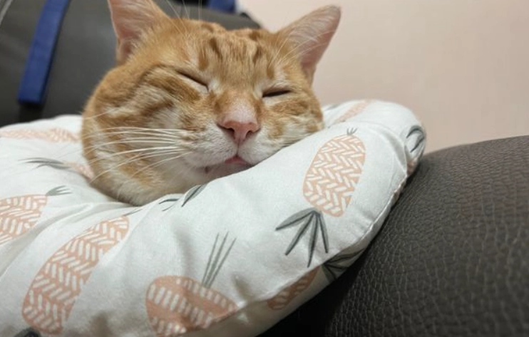 貓結紮頭套戴多久