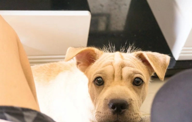 胰臟炎飲食管理