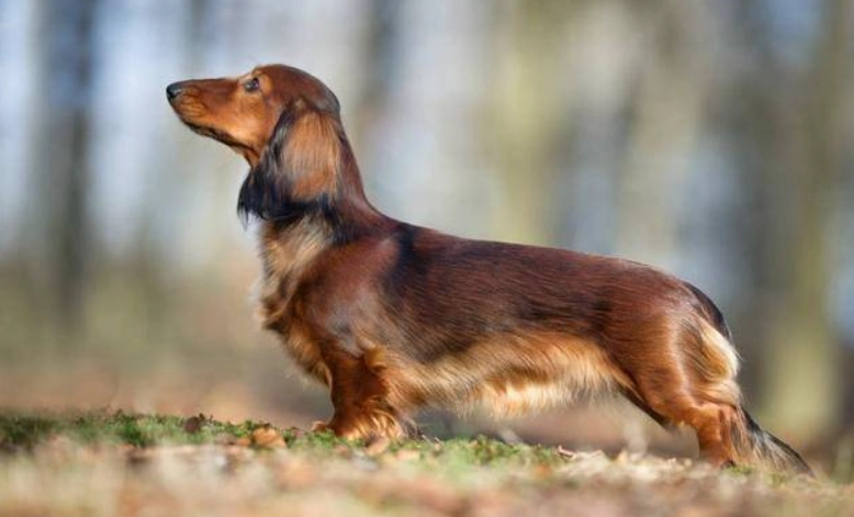 臘腸狗臭味處理