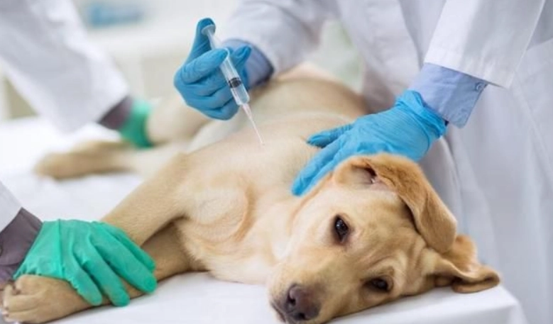 犬細小病毒治療