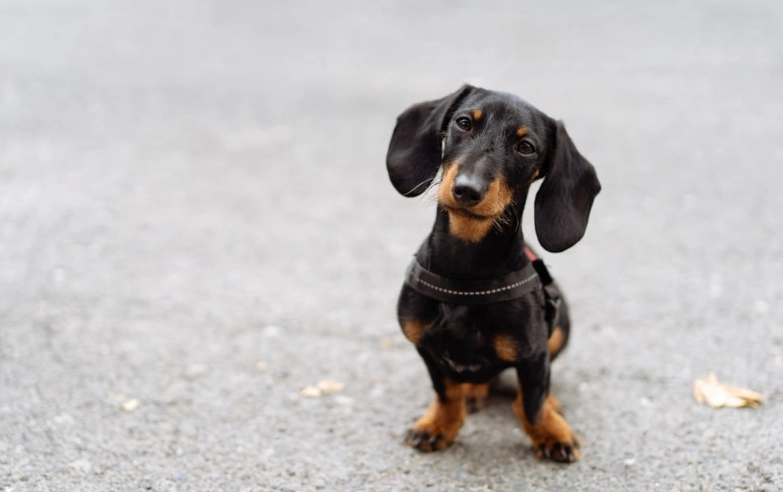 小臘腸狗健康問題