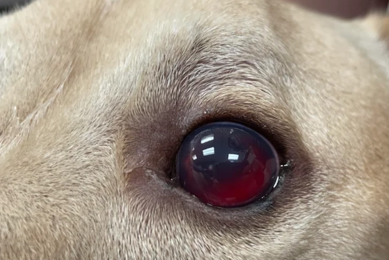 狗狗眼睛出血原因