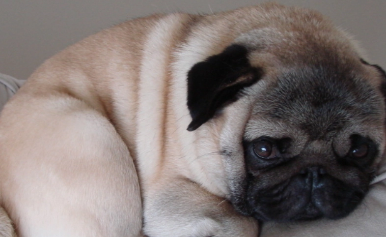 巴哥犬訓練方法