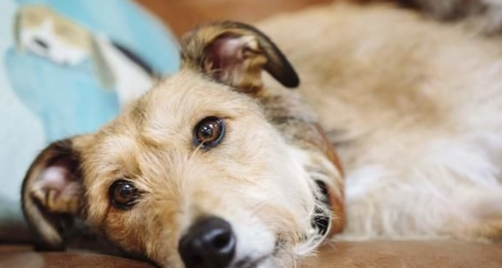 犬細小病毒治療