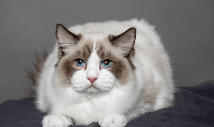 布偶貓適宜溫度