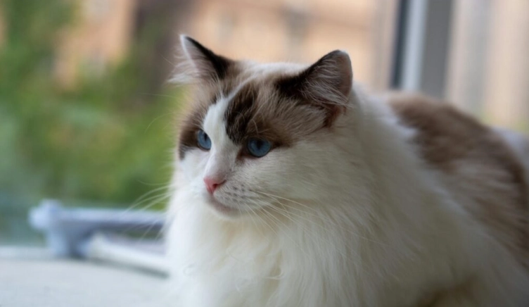 布偶貓適宜溫度