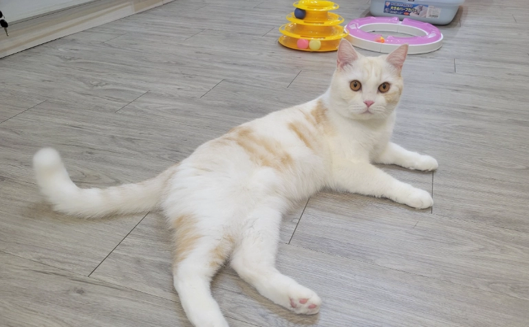 寵物安親班價格