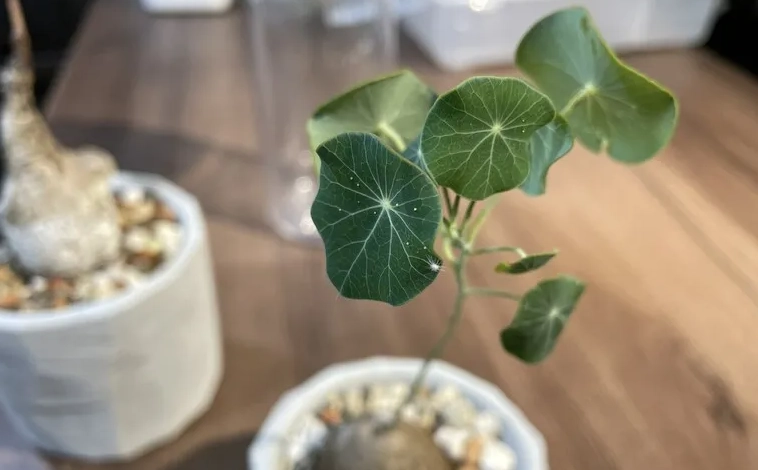 圓葉山烏龜病蟲害防治