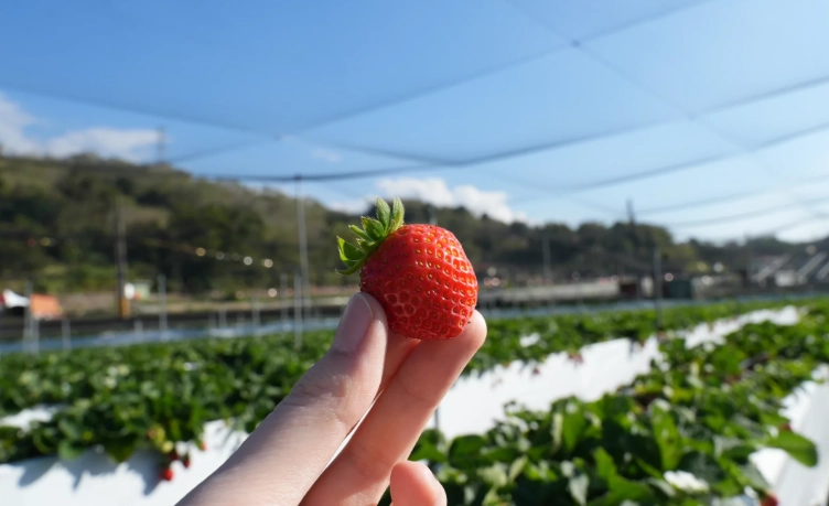 草莓園價格
