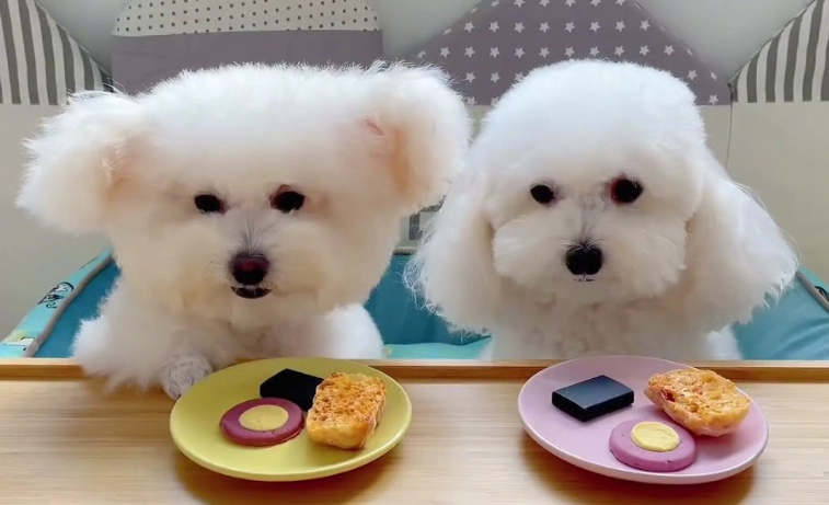 小狗飲食注意事項