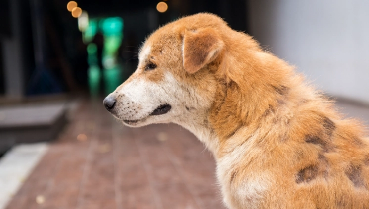 狗狗皮膚病症狀