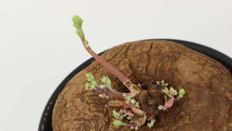 植物芽變黑處理