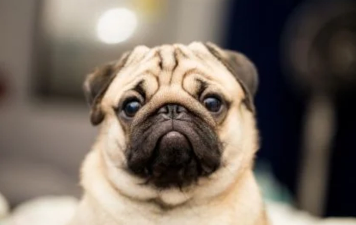 巴哥犬吠叫原因