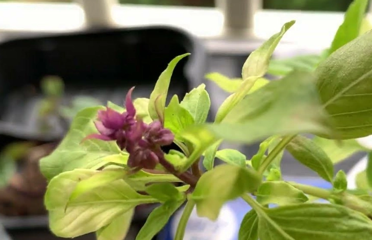 九層塔開花修剪