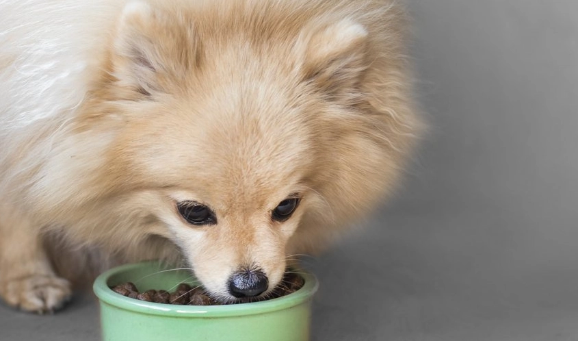 寵物狗餵食方法