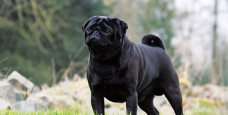 巴哥犬訓練方法