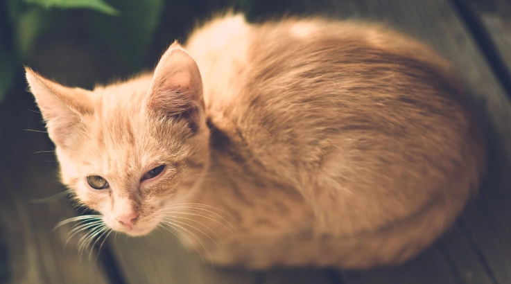 貓眼睛受傷症狀