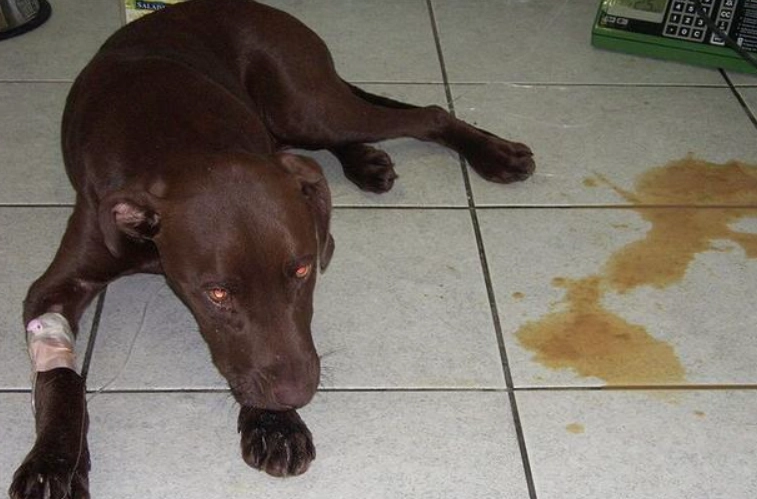 细小病毒狗治疗