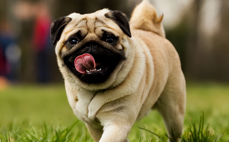 巴哥犬訓練方法