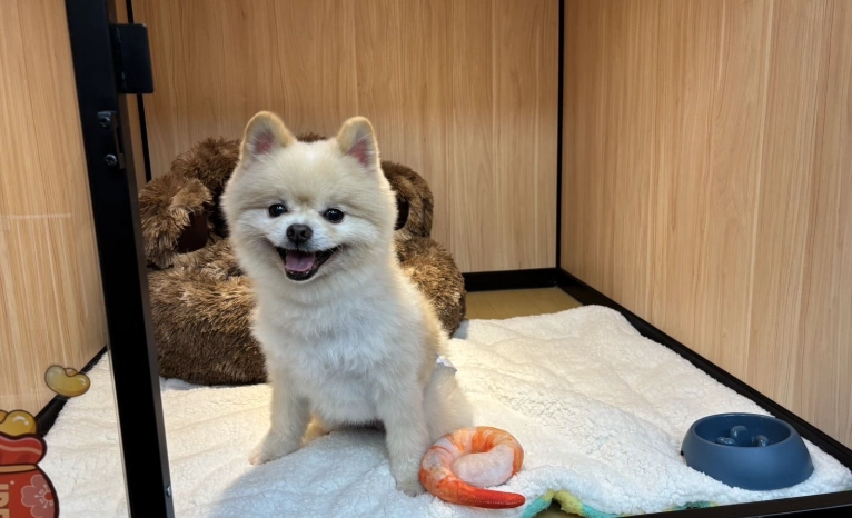 寵物托育費用比較