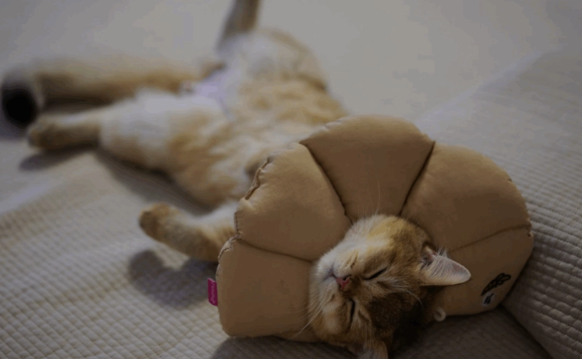 母貓結紮頭套時間