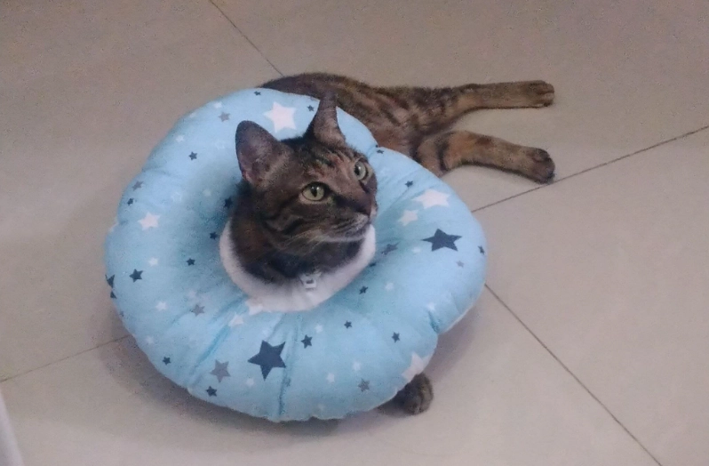 母貓術後頭套佩戴