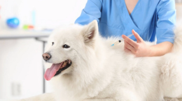 犬细小病毒治疗