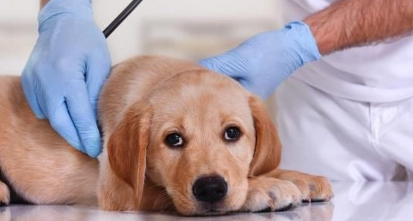 預防狗胰臟炎方法