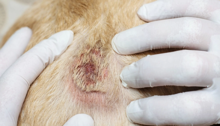 寵物皮膚病預防