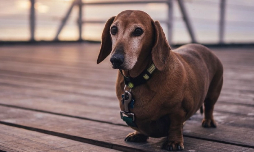 臘腸狗臭味處理