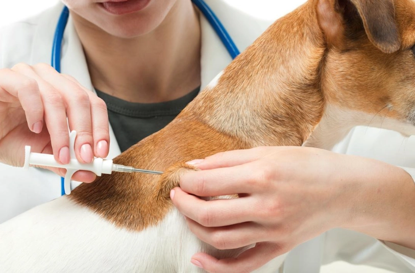 寵物晶片登記變更