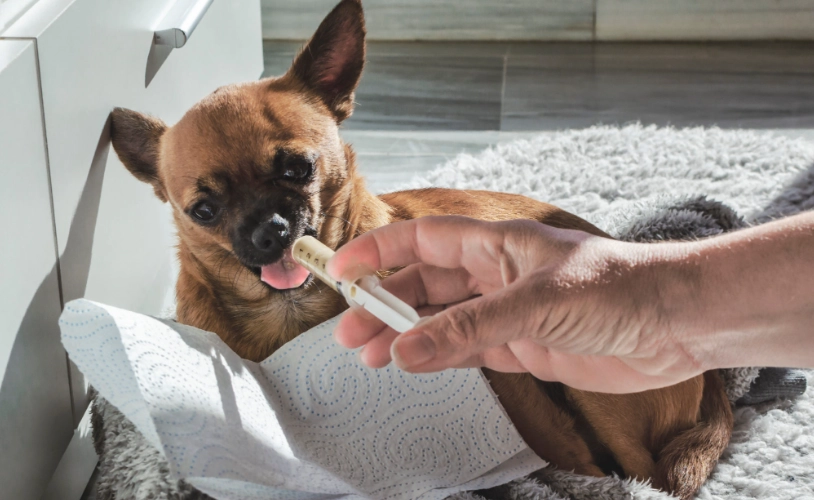 胰臟炎飲食管理